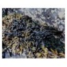 Fucus vésiculeux (Varech) 250 g POUDRE Fucus vesiculosus