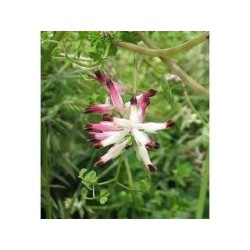 Fumeterre plante 250 g POUDRE Fumaria officinalis