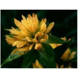 Gentiane racine 250 g POUDRE Gentiana lutea