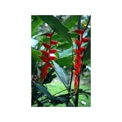 Ingwer Rhizom 250 g PULVER Zingiber officinale