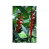 Ingwer Rhizom 250 g PULVER Zingiber officinale