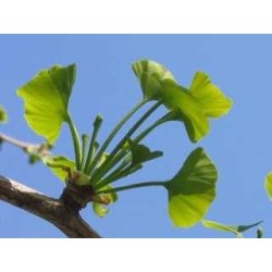 Gingko biloba 250 g POUDRE