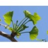 Gingko biloba 250 g POUDRE