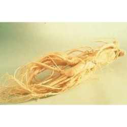 Ginseng blanc racine 1 Kg POUDRE Panax ginseng