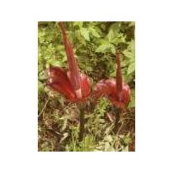 Konjak (Glucomanane konjac) 100 g POUDRE Amorphopallus konjax