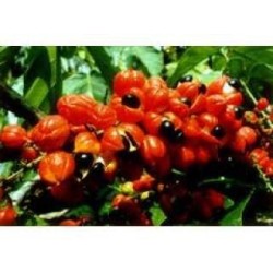 Guarana 500 g POUDRE Paullinia sorbilis