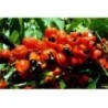 Guarana 500 g POUDRE Paullinia sorbilis