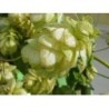 Houblon Demi Vert 250 g POUDRE Humulus lupulus