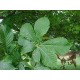 Rosskastanie 250 g PULVER Aeculus hippocastanum
