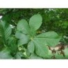 Rosskastanie 250 g PULVER Aeculus hippocastanum