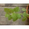 Melisse Strauß 250 g PULVER Melissa officinalis
