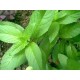 Pfefferminze Pflanze 1 Kg PULVER Mentha piperita