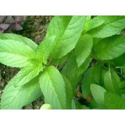 Pfefferminze Pflanze 1 Kg PULVER Mentha piperita