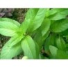 Menthe poivrée plante 1 Kg POUDRE Mentha piperita