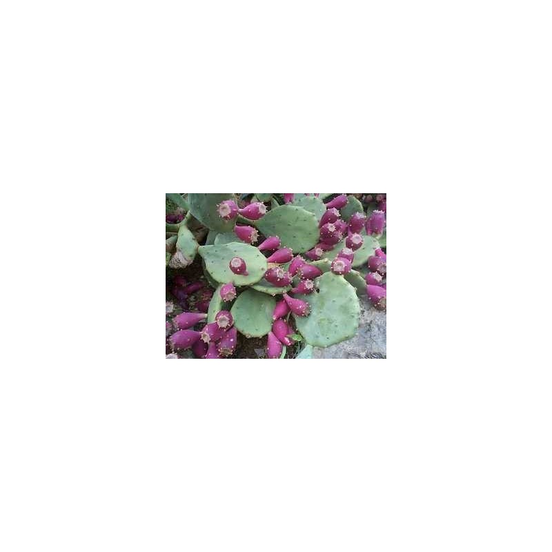 gummibaum erde kaufen Gummibaum XL | Ficus elastica