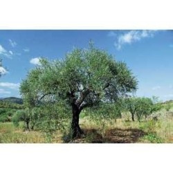 Olivier feuille 250 g POUDRE Olea europaea