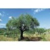Olivier feuille 250 g POUDRE Olea europaea
