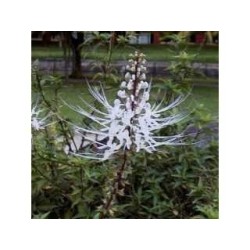 Orthosiphon Blatt 250 g PULVER Orthosiphon stamineus