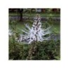 Orthosiphon Blatt 250 g PULVER Orthosiphon stamineus