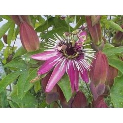 Passiflore plante 250 g POUDRE Passiflora incarnata