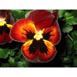 Pensée sauvage plante 1 Kg POUDRE Viola tricolor