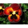 Pensée sauvage plante 1 Kg POUDRE Viola tricolor