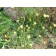 Piloselle plante 1 Kg POUDRE Hieracium pilosella