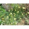 Piloselle Pflanze 250 g PULVER Hieracium pilosella