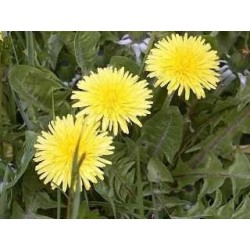 Pissenlit feuille 1 Kg POUDRE Taraxacum dens leonis