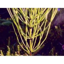 Prêle petite plante (Queue de Chat) 250 g POUDRE Equisetum arven
