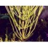 Schachtelhalm Kleinpflanze (Katzenschwanz) 250 g PULVER Equisetum arven