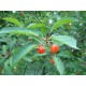 Queue de cerise 250 g POUDRE Prunus cerasus