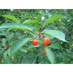 Queue de cerise 250 g POUDRE Prunus cerasus