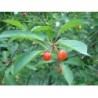 Kirschschwanz 250 g PULVER Prunus cerasus