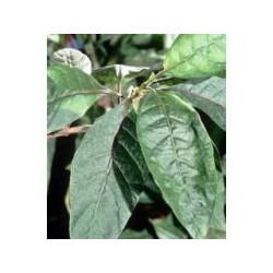 Quinquina rouge écorce 1 Kg POUDRE Cinchona succirubra