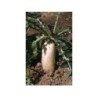 Radis noir racine 250 g POUDRE Raphanus sativus var nigra