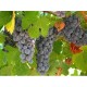Raisin marc 1 Kg POUDRE Vitis vinifera