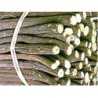 Lakritz goldgelb 250 g PULVER Glycyrrhiza glabra