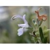 Romarin feuille 1 Kg POUDRE Rosmarinus officinalis