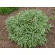 Echter Salbei 1 Kg PULVER Salvia officinalis