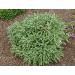 Sauge officinale 1 Kg POUDRE Salvia officinalis