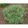 Sauge officinale 1 Kg POUDRE Salvia officinalis
