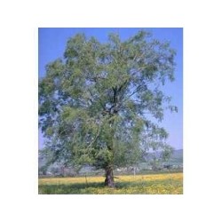 Saule écorce 1 Kg POUDRE Salix alba