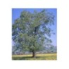 Saule écorce 1 Kg POUDRE Salix alba