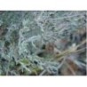 Thym mondé feuille 1 Kg POUDRE Thymus vulgaris