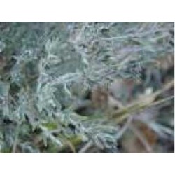 Thym mondé feuille 250 g POUDRE Thymus vulgaris