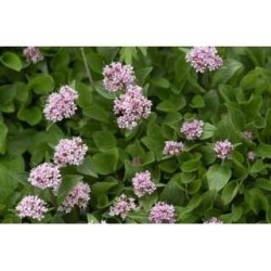 Baldrianwurzel 1 Kg PULVER Valeriana officinalis