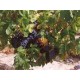 Rote Weinrebe Blatt 250 g PULVER Vitis vinifera
