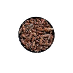 Tisane Bourgeon de PIN extra 100 GRS ENTIER Pinus sylvestris.