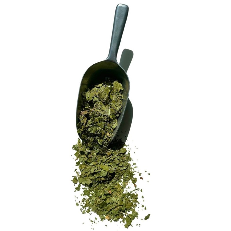 Tisane Cassis feuille 1 KILO Ribes nigrum.